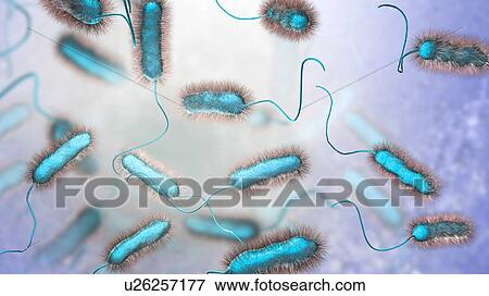 Legionnaires' disease bacteria. Computer illustration of Legionella pneumophila bacteria, the cause of Legionnaires' disease. These bacilli (rod-shaped bacteria) are Gram-negative. L. pneumophila was identified as a pathogen (agent of disease) after a... View Large Photo Image Stock Photo - Legionnaires' disease bacteria. Computer illustration of Legionella pneumophila bacteria, the cause of Legionnaires' disease. These bacilli (rod-shaped bacteria) are Gram-negative. L. pneumophila was identified as a pathogen (agent of disease) after a.... Fotosearch