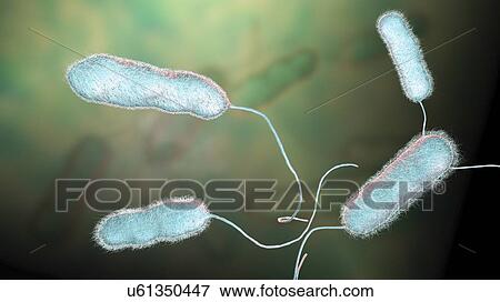Stock Photo - Legionnaires' disease bacteria. Computer illustration of Legionella pneumophila bacteria, the cause of Legionnaires' disease. These bacilli (rod-shaped bacteria) are Gram-negative. L. pneumophila was identified as a pathogen (agent of disease) after a.... Fotosearch