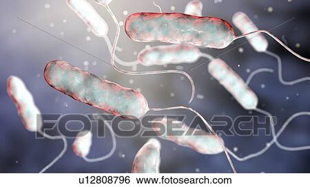 Stock Photograph - Legionnaires' disease bacteria. Computer illustration of Legionella pneumophila bacteria, the cause of Legionnaires' disease. These bacilli (rod-shaped bacteria) are Gram-negative. L. pneumophila was identified as a pathogen (agent of disease) after a.... Fotosearch