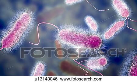 Stock Photograph - Legionnaires' disease bacteria. Computer illustration of Legionella pneumophila bacteria, the cause of Legionnaires' disease. These bacilli (rod-shaped bacteria) are Gram-negative. L. pneumophila was identified as a pathogen (agent of disease) after a.... Fotosearch