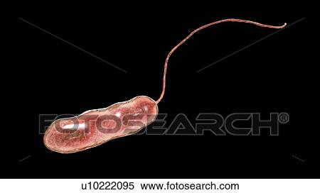 Stock Photography - Legionnaires' disease bacteria. Computer illustration of Legionella pneumophila bacteria, the cause of Legionnaires' disease. These bacilli (rod-shaped bacteria) are Gram-negative. L. pneumophila was identified as a pathogen (agent of disease) after a.... Fotosearch