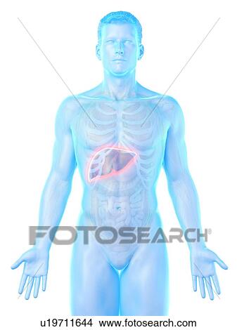 Picture - Liver anatomy, computer illustration.. Fotosearch