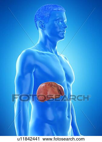 Liver anatomy, computer illustration. View Large Photo Image Stock Image - Liver anatomy, computer illustration.. Fotosearch