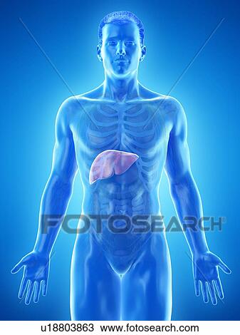 Stock Image - Liver anatomy, computer illustration.. Fotosearch