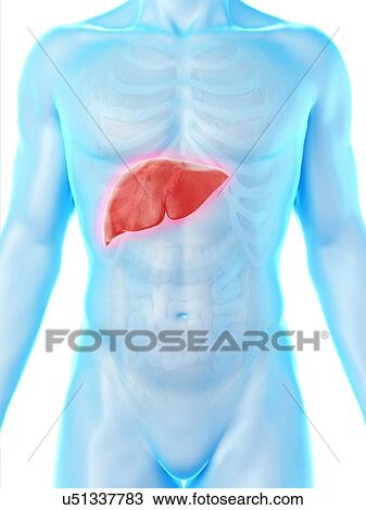 Liver anatomy, computer illustration. View Large Photo Image Stock Image - Liver anatomy, computer illustration.. Fotosearch