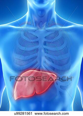 Stock Image - Liver anatomy, computer illustration.. Fotosearch