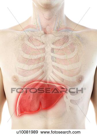 Stock Photo - Liver anatomy, computer illustration.. Fotosearch