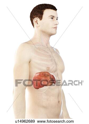 Stock Photo - Liver anatomy, computer illustration.. Fotosearch