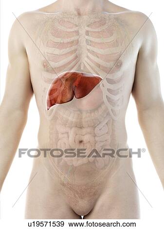 Stock Photo - Liver anatomy, computer illustration.. Fotosearch