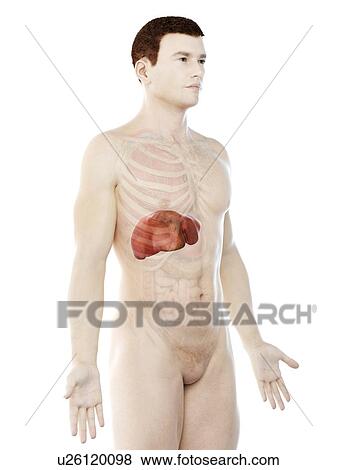 Liver anatomy, computer illustration. View Large Photo Image Stock Photo - Liver anatomy, computer illustration.. Fotosearch