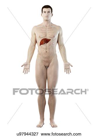 Stock Photo - Liver anatomy, computer illustration.. Fotosearch