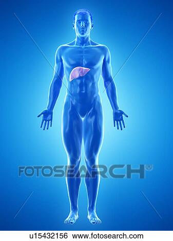 Stock Photograph - Liver anatomy, computer illustration.. Fotosearch
