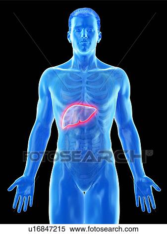 Liver anatomy, computer illustration. View Large Photo Image Stock Photography - Liver anatomy, computer illustration.. Fotosearch