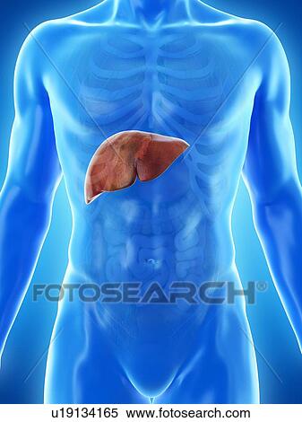 Stock Photography - Liver anatomy, computer illustration.. Fotosearch