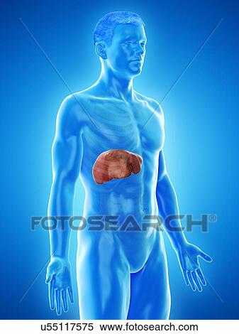 Stock Photography - Liver anatomy, computer illustration.. Fotosearch