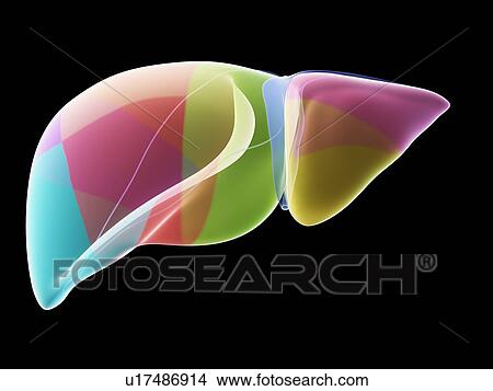 Picture - Liver anatomy, illustration. Fotosearch