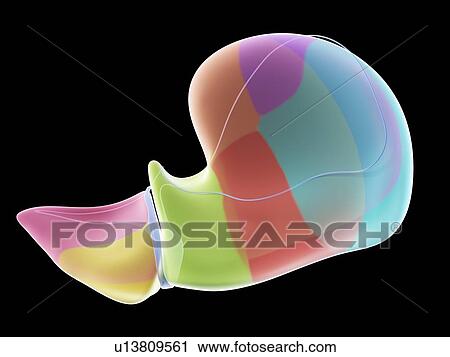 Liver anatomy, illustration View Large Photo Image Stock Image - Liver anatomy, illustration. Fotosearch