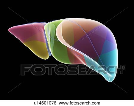 Stock Photograph - Liver anatomy, illustration. Fotosearch