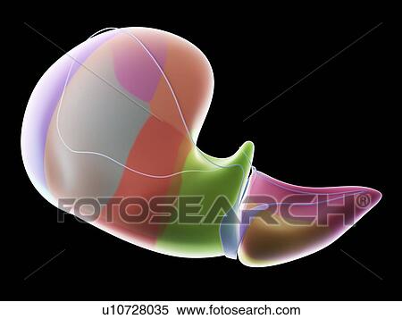 Stock Photography - Liver anatomy, illustration. Fotosearch