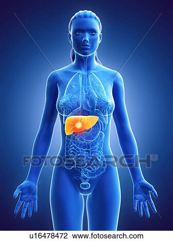Liver, computer illustration. cancer View Large Photo Image Stock Image - Liver, computer illustration. cancer. Fotosearch