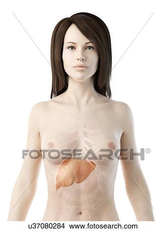Picture - Liver, illustration. Fotosearch