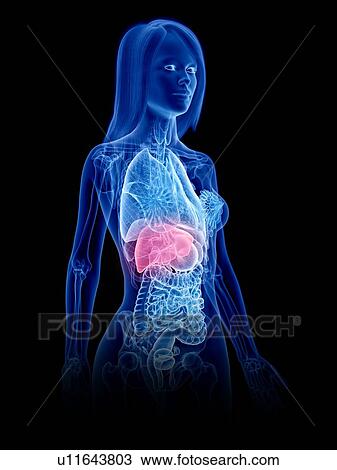 Stock Image - Liver, illustration. Fotosearch