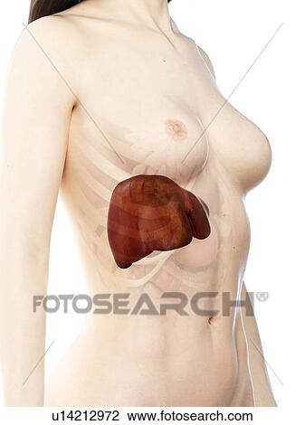 Liver, illustration View Large Photo Image Stock Image - Liver, illustration. Fotosearch