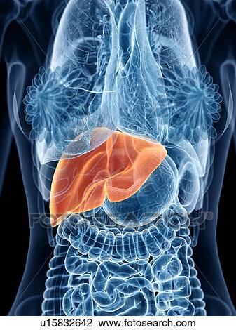 Liver, illustration View Large Photo Image Stock Image - Liver, illustration. Fotosearch