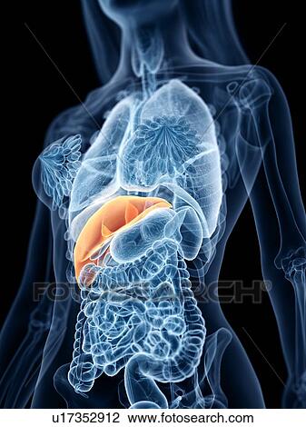 Liver, illustration View Large Photo Image Stock Image - Liver, illustration. Fotosearch