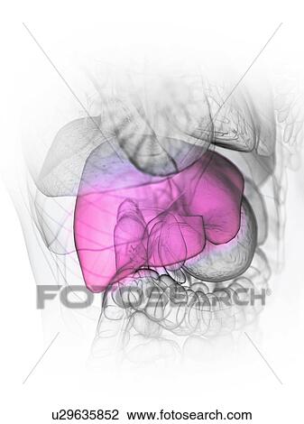 Stock Image - Liver, illustration. Fotosearch