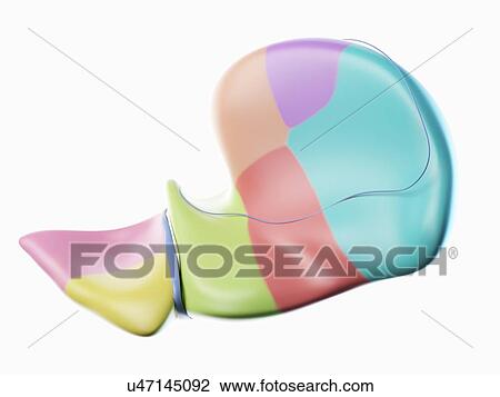 Stock Image - Liver, illustration. Fotosearch