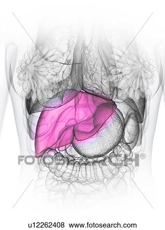 Liver, illustration View Large Photo Image Stock Photo - Liver, illustration. Fotosearch