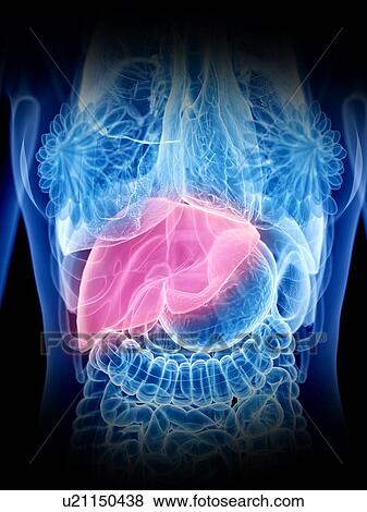 Stock Photo - Liver, illustration. Fotosearch