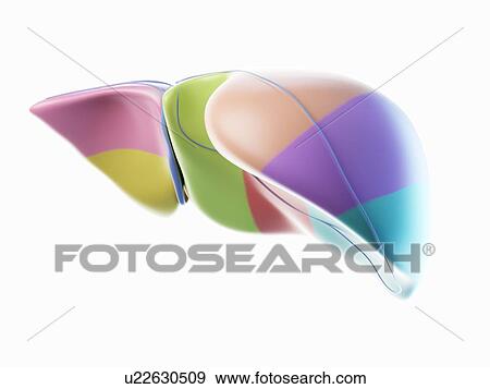 Stock Photo - Liver, illustration. Fotosearch