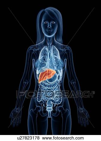 Stock Photo - Liver, illustration. Fotosearch