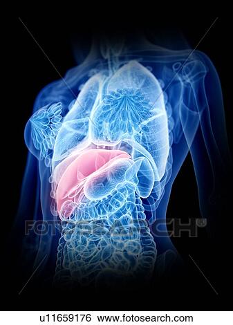 Stock Photograph - Liver, illustration. Fotosearch