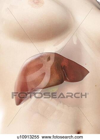 Liver, illustration View Large Photo Image Stock Photography - Liver, illustration. Fotosearch