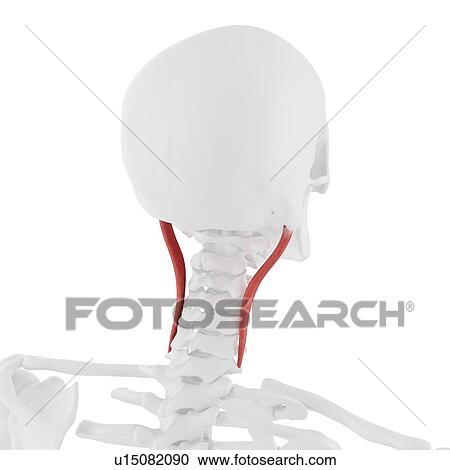 Longissimus capitis muscle, computer illustration. View Large Photo Image Stock Image - Longissimus capitis muscle, computer illustration.. Fotosearch