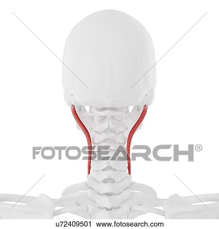 Longissimus capitis muscle, computer illustration. View Large Photo Image Stock Image - Longissimus capitis muscle, computer illustration.. Fotosearch