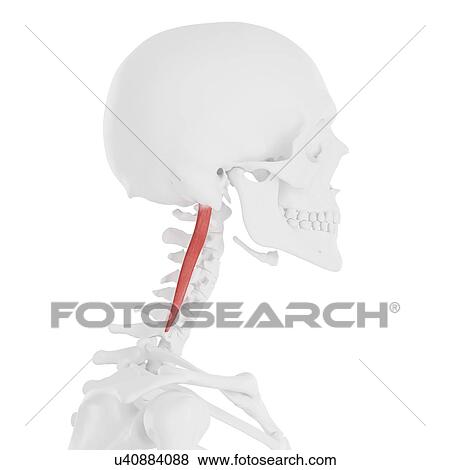 Longissimus capitis muscle, computer illustration. View Large Photo Image Stock Photo - Longissimus capitis muscle, computer illustration.. Fotosearch