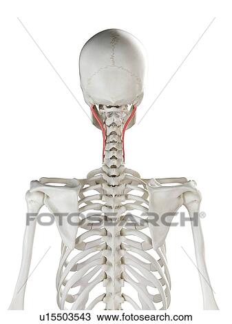 Stock Image - Longissimus capitis muscle, illustration. Fotosearch