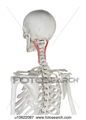 Longissimus capitis muscle, illustration View Large Photo Image Stock Photo - Longissimus capitis muscle, illustration. Fotosearch