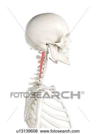 Stock Photo - Longissimus capitis muscle, illustration. Fotosearch