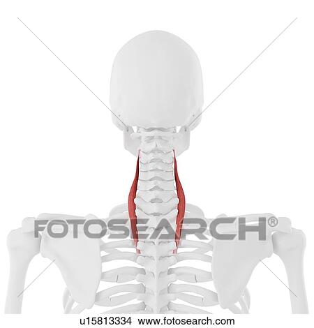 Longissimus cervicis muscle, computer illustration. View Large Photo Image Picture - Longissimus cervicis muscle, computer illustration.. Fotosearch