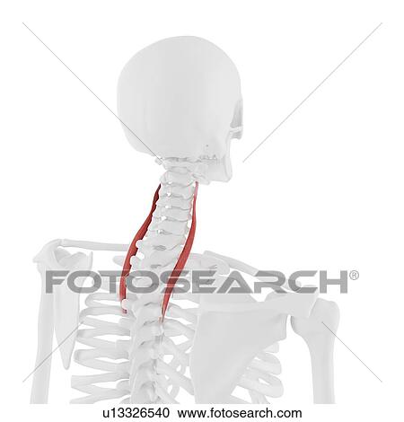 Longissimus cervicis muscle, computer illustration. View Large Photo Image Stock Image - Longissimus cervicis muscle, computer illustration.. Fotosearch