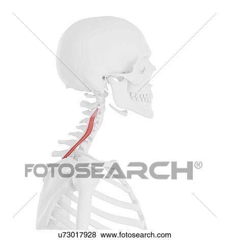 Longissimus cervicis muscle, computer illustration. View Large Photo Image Stock Photo - Longissimus cervicis muscle, computer illustration.. Fotosearch