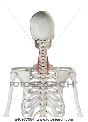 Picture - Longissimus cervicis muscle, illustration. Fotosearch