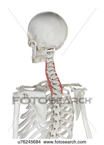 Picture - Longissimus cervicis muscle, illustration. Fotosearch
