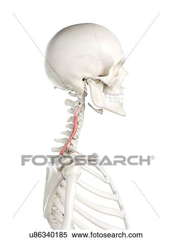 Longissimus cervicis muscle, illustration View Large Photo Image Stock Photography - Longissimus cervicis muscle, illustration. Fotosearch