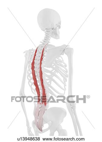 Stock Photo - Longissimus thoracis muscle, computer illustration.. Fotosearch